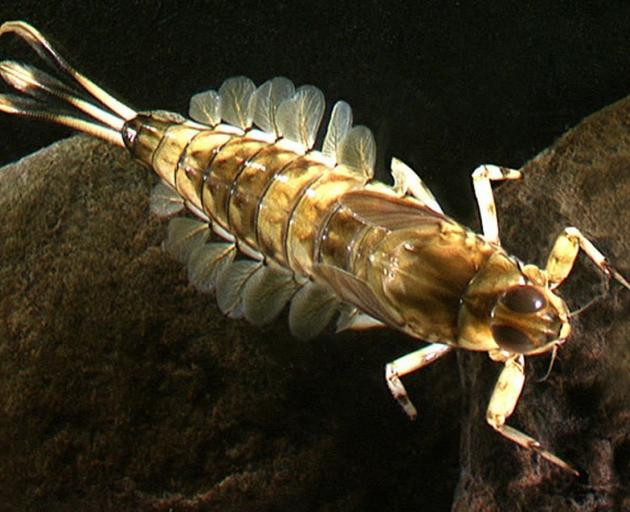 Mayflies are indicators of a healthy stream ecology.