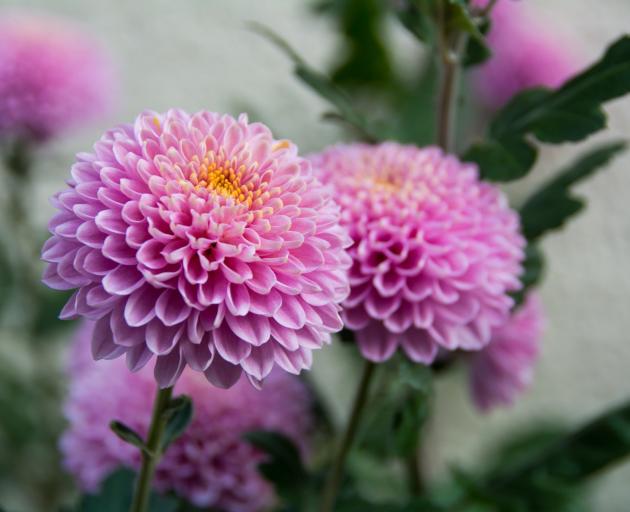 Chrysanthemums can now be grown from cuttings. PHOTO: GETTY IMAGES