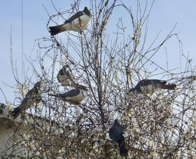 A band of kereru sit in a blossom tree in Dunedin in 2015. PHOTO: MICHAEL ANDREWES