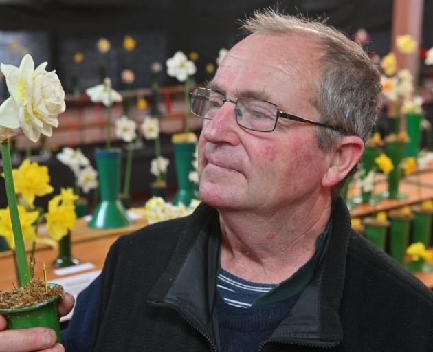 Alan Brown, of Waihola, shows off his manuka daffodil that won the champion of champion prize for...