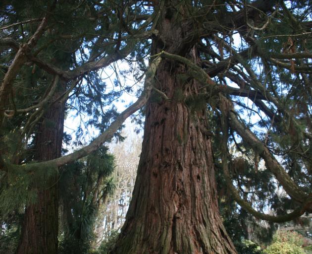 Wellingtonia trees fronting the property are thought to be up to 160 years old.

