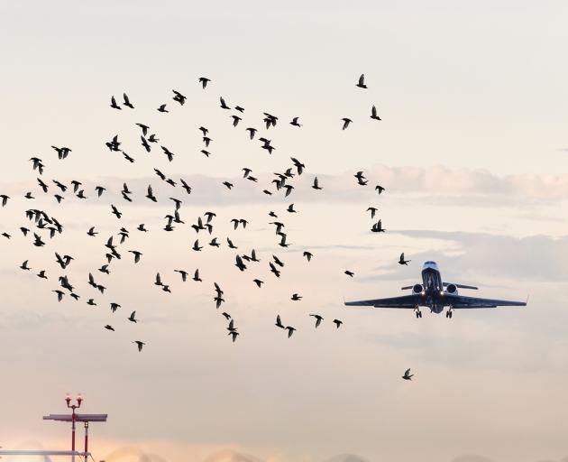 The cabin was overwhelmed with the smell of burning bird. Photo: Getty Images/Stock photo