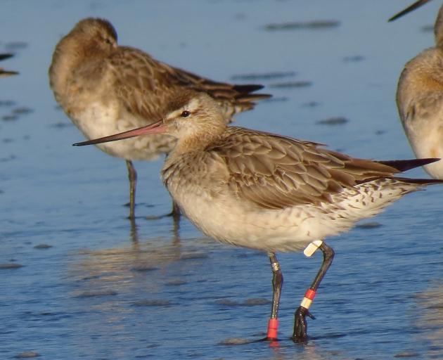 Some godwits have returned to the estuary after flying 11,000km from Alaska. Photo: Grahame Bell