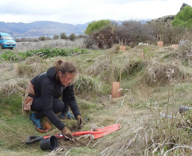 Native tree planting venture starts Otago Daily Times Online News