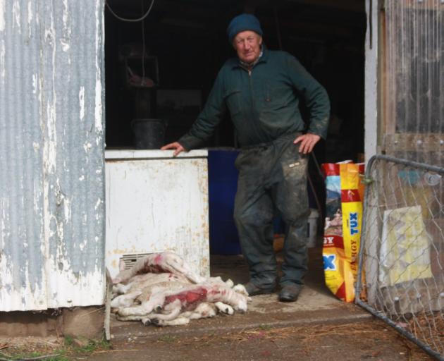 Maheno farmer Doug Brown lost a dozen lambs to dog attacks. PHOTO: GUS PATTERSON