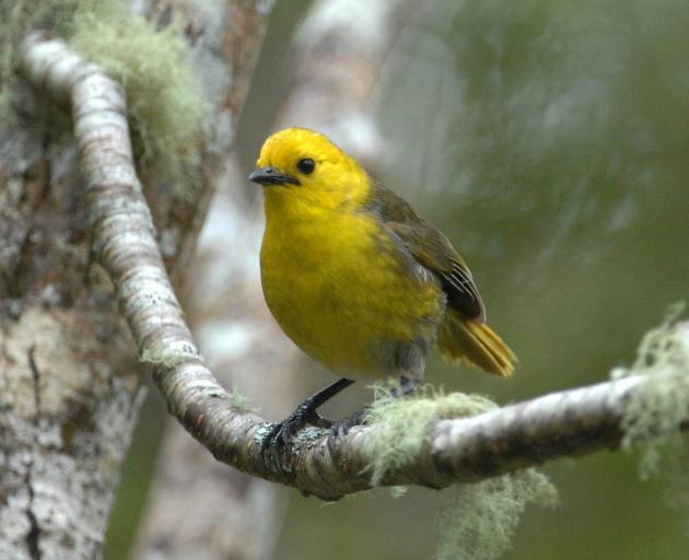 The mohua, or yellowhead. PHOTOS: RICHARD DAVISON & STEPHEN JAQUIERY