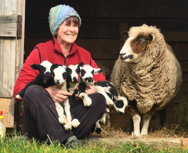 Sue Rissman was amazed when one of her ewes delivered quintuplet lambs on Sunday. PHOTO: STEPHEN...