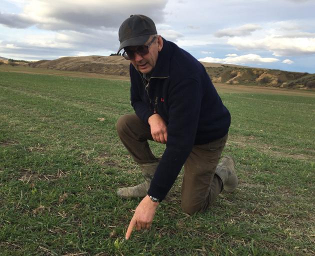Tony Glassford of Omakau inspecting the first pasture sown at Drybread in his move to...