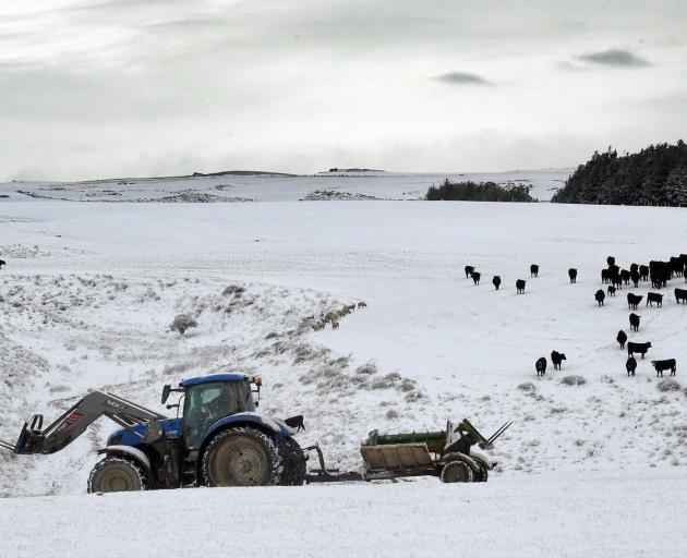 Cattle head to Logan Hall's tractor as he feeds out at Black Rock. PHOTO: STEPHEN JAQUIERY