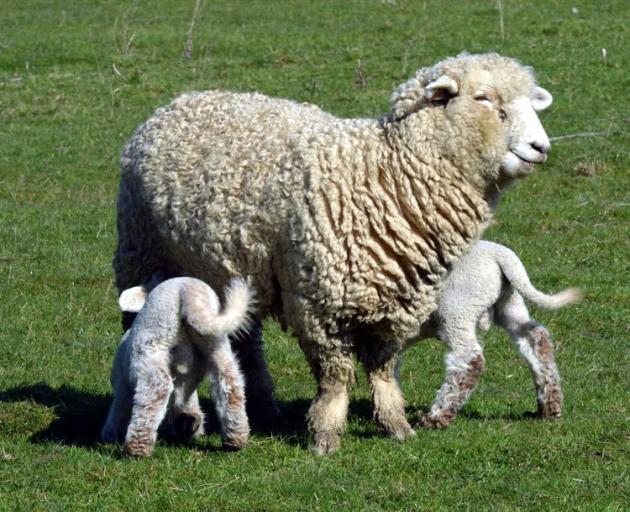 The earlier high lambing survival rates assisted a strong run of economic growth in Otago. Photo...