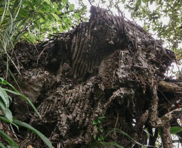 The huge nest had collapsed after being hit by a storm and is now about half its original size. Photo: Auckland Council / Jay Farnworth The huge nest had collapsed after being hit by a storm and is now about half its original size. Photo: Auckland Council / Jay Farnworth