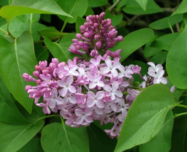 Lilac gets its name from the most common flower colour.