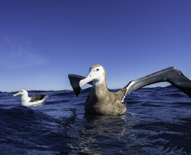 Antipodean albatross in the Pacific Ocean, New Zealand. Photo: Getty Images