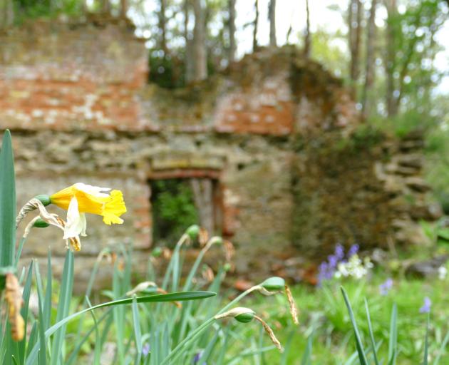 A solitary daffodil with crumbling brickwork behind at the Hart’s Black Horse Brewery in...