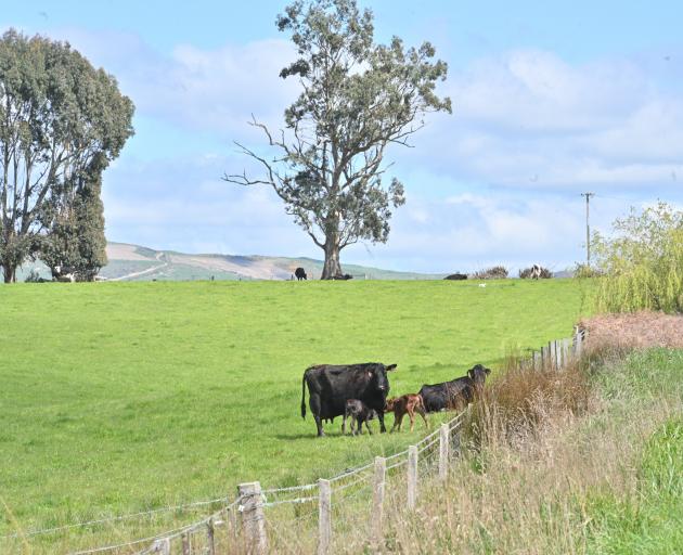 Beef cows and calves graze on a farm near Clinton. PHOTO: LINDA ROBERTSON
