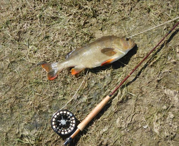The 1.2kg perch I caught in a backwater.