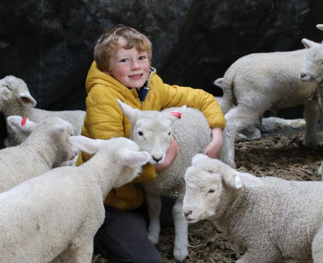 Jimmy Paterson, of Waikaka Station, is surrounded by some of the 200 lambs he is helping to rear....
