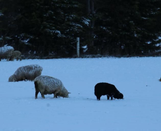 Sheep and lambs forage in the snow for grass near Riversdale on Tuesday morning. PHOTO: SANDY...