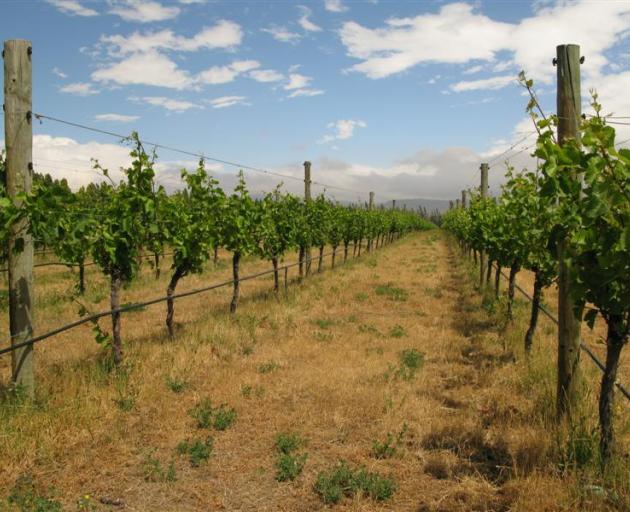 Grapes grow under the Central Otago sun at  Three Miners Vineyard in Earnscleugh. Photos by Jeff...