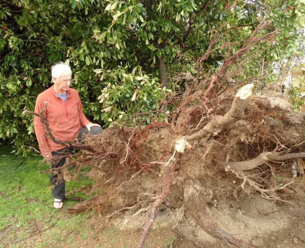 Robertson St resident John Hamilton inspects a tree uprooted by the mini-tornado on the verge...