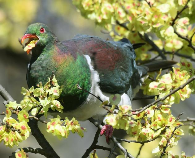 A kereru gorges on elm seed cases near the Dunedin Botanic Garden. PHOTO: STEPHEN JAQUIERY
