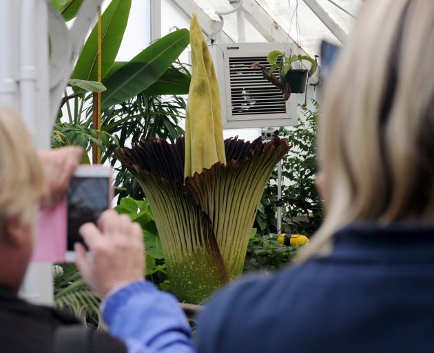 The corpse plant has begun to attract a lot of attention a the Dunedin Botanical Garden's winter...