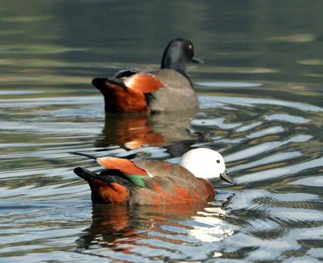 A pair of paradise shelducks. Photo: Stephen Jaquiery