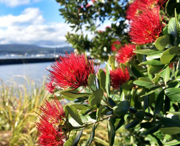 A pohutukawa, known as New Zealand’s Christmas tree, blooms in sunny Shore St, in Andersons Bay,...