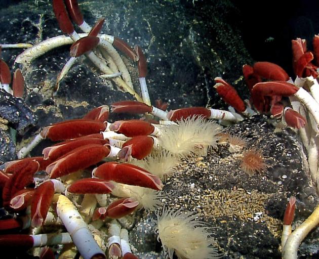 Riftia pachyptila are giant tubeworms found in the deep sea where hydrothermal fluids from deep...