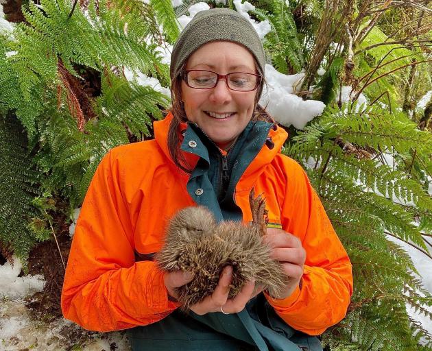 A Department of Conservation ranger holds the first kiwi chick of the season from monitored nests...