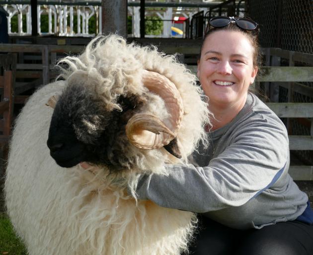 Nikita Woodhead, of Mosgiel, leads Valais blacknose ram Angus into the pens at the South Otago A ...