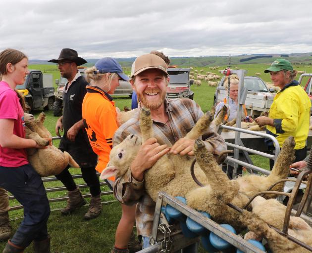 Former fishing boat skipper Cody Meares, of North Carolina, places another lamb into the chute...