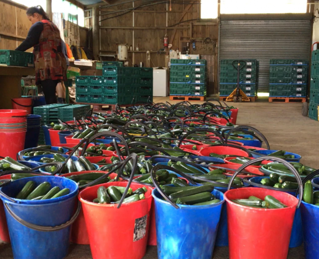 Courgettes being sorted for distribution to supermarkets across the country. Photo: David Fisher
