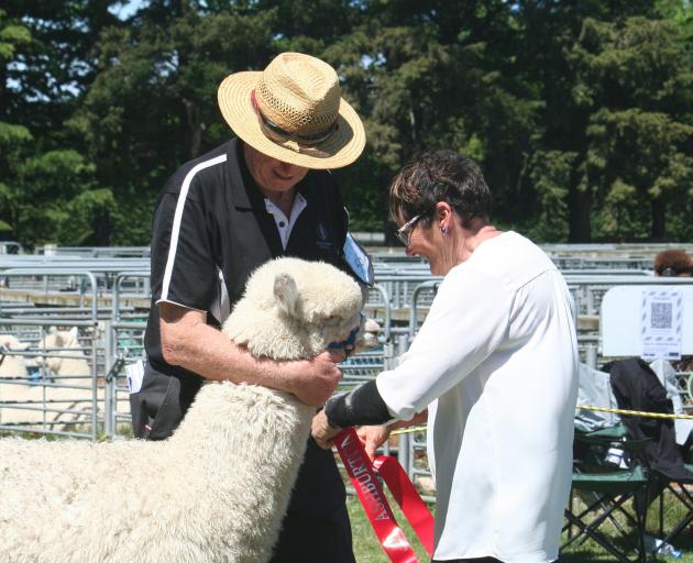 Silverstream Templar is given the first place ribbon by judge Diane Marks in the junior male...