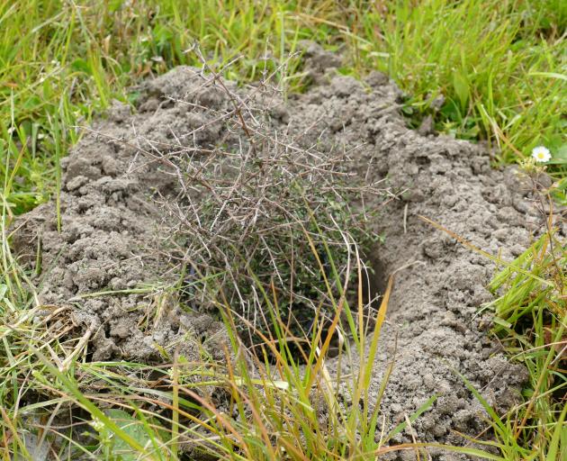One of more than 216,000 native plants going into West Otago riparian farmland between now and 2023. Photo: Richard Davison