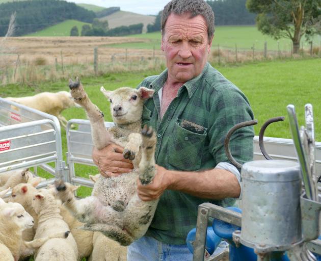 Clinton Lions member Michael Morris, of Kuriwao, hoists a lamb into the tailing chute. PHOTO: RICHARD DAVISON