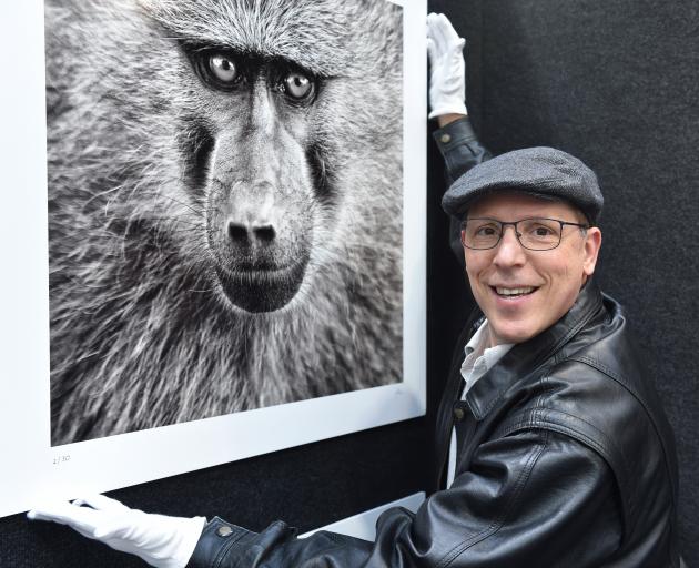 Photographic artist Ilan Wittenberg, of Auckland, straightens his portrait of a Tanzanian baboon...