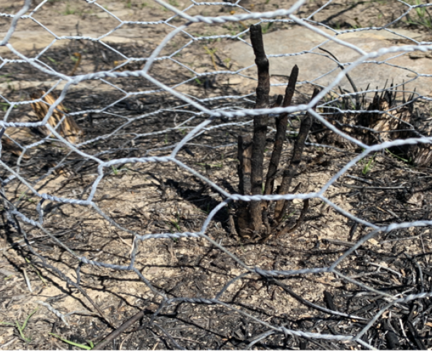 Along a large strip of land next to the road and the lake where many natives were growing, charred sticks and stumps remain. Photo: Ōhau Conservation Trust / Supplied