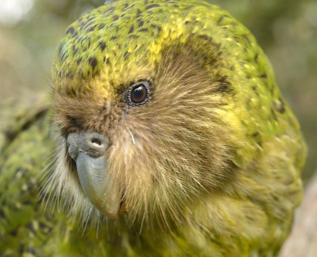 Kakapo scoops second Bird of Year title | Otago Daily Times Online News
