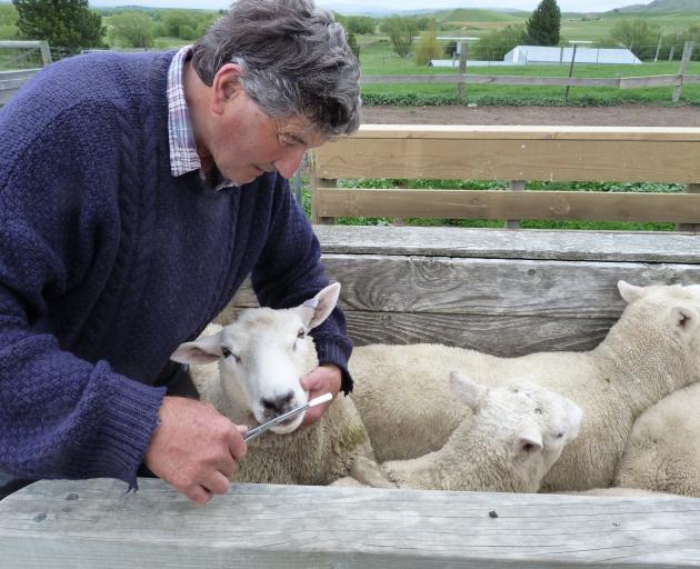 Ida Valley sheep and stud farmer Robert Gardyne is a firm believer is using the Carla test to...