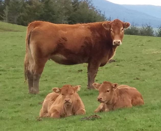 Fernhill Limousin stud bulls produce progeny that are high yielding, have a high percentage of meat and high value cuts and are efficient feed converters. Photo: Phillips