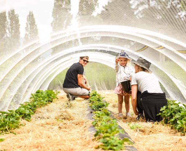 Lavender Farm co-owners Tim and Jessica Zeestraten and their daughter Maple (now 4), harvest...