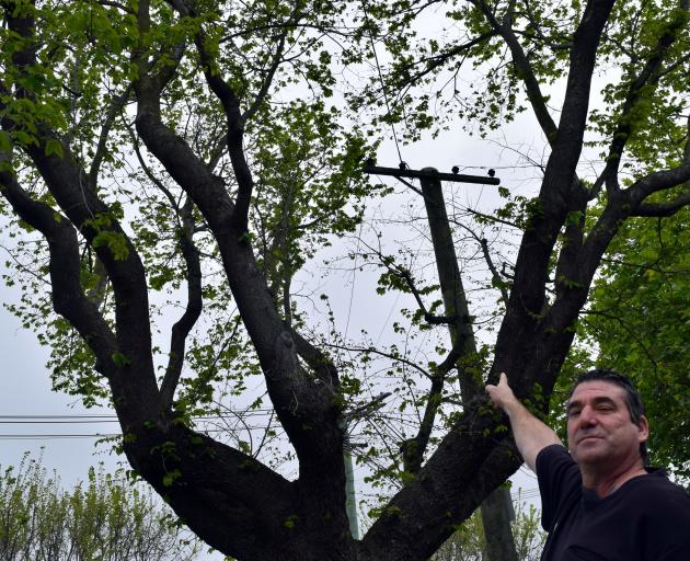 James Fogarty points at tree branches surrounding powerlines outside his home in South Dunedin....