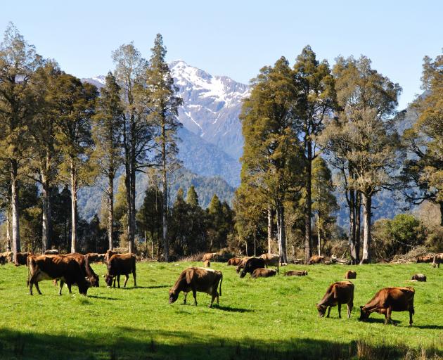 Jersey cows on pasture, West Coast, New Zealand. Photo: Getty Images