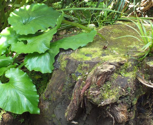 The heart-shaped leaves are a Cardiocrinum feature. PHOTO: GILLIAN VINE