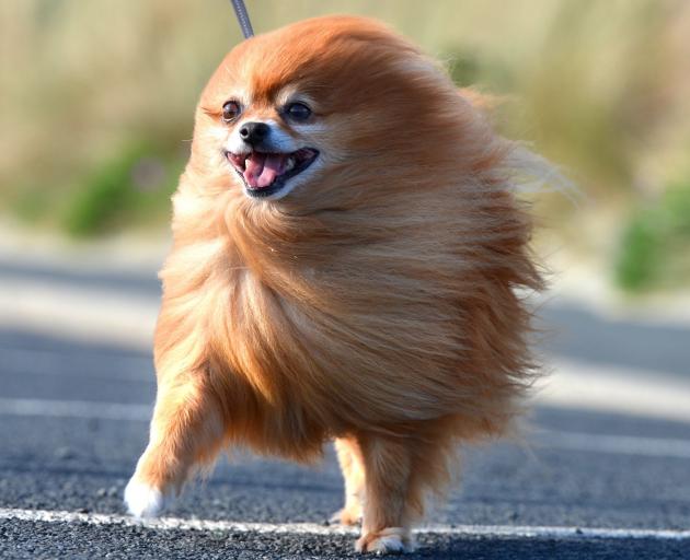 Thor the Pomeranian, pictured during a blustery day in John Wilson Ocean Dr in 2014. PHOTO:...