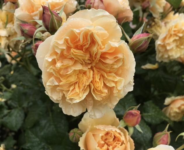 Bob Matthews’ My Treasure did not win but for lovers of apricot, it’s a rose to consider.