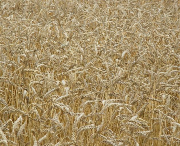Cereal grain production (wheat, barley and oats) for the season totalled an estimated 881,800...