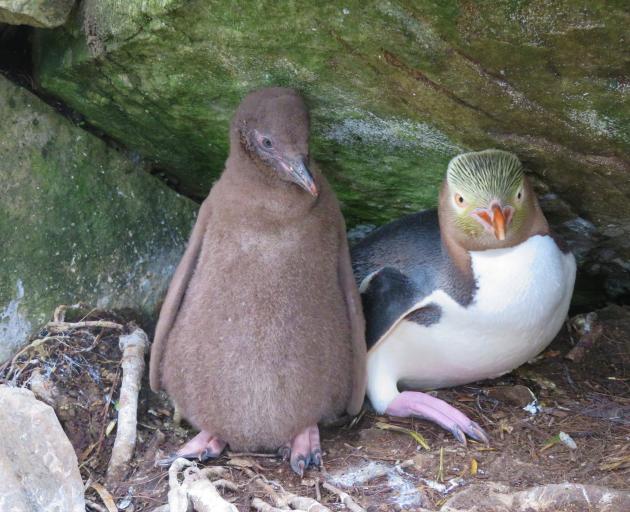 A hoiho parent squeezes into a corner next to its sizeable chick.PHOTO: YEP TRUST/SUPPLIED