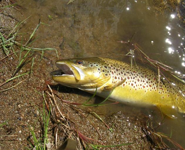 A willow grub-feeding trout caught in the lower Taieri River.PHOTOS: MIKE WEDDELL